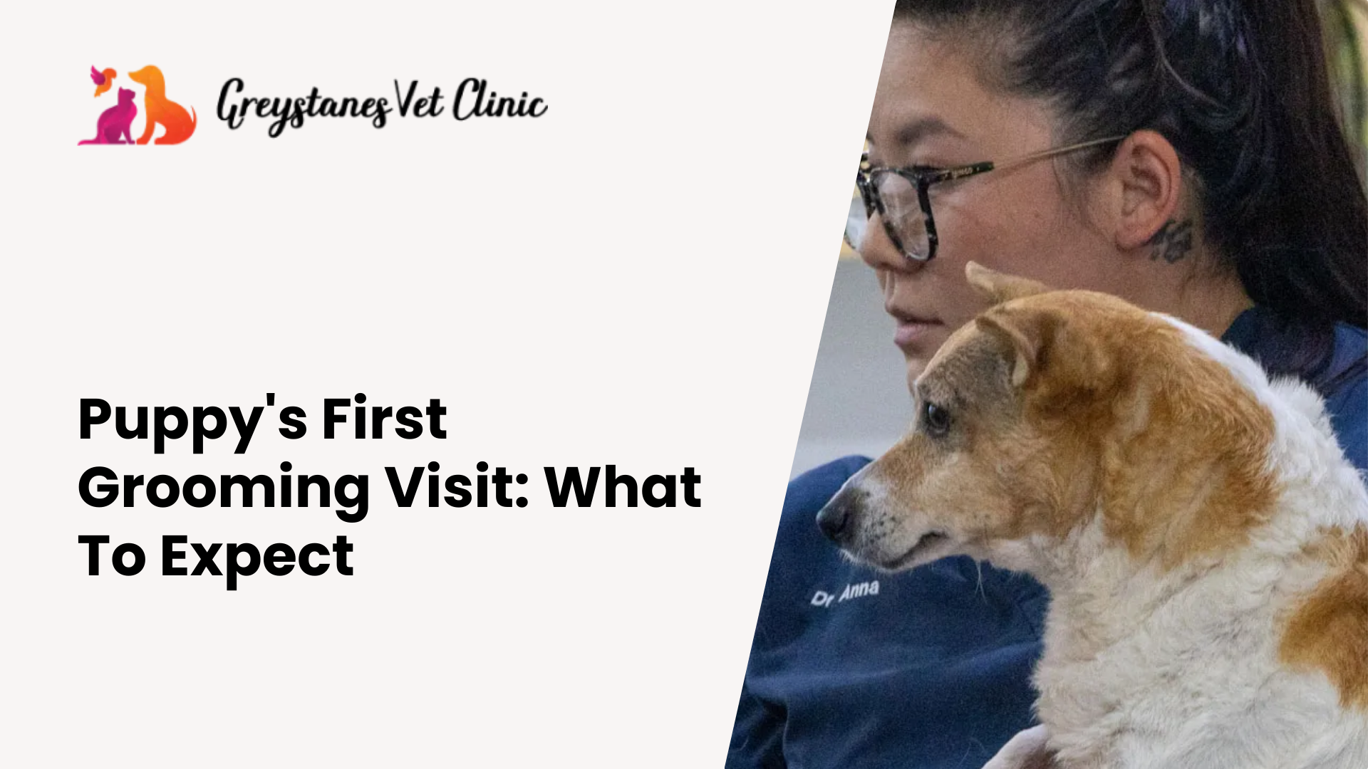 Picture of Puppy's First Grooming Visit: What To Expect | Greystanes Vet